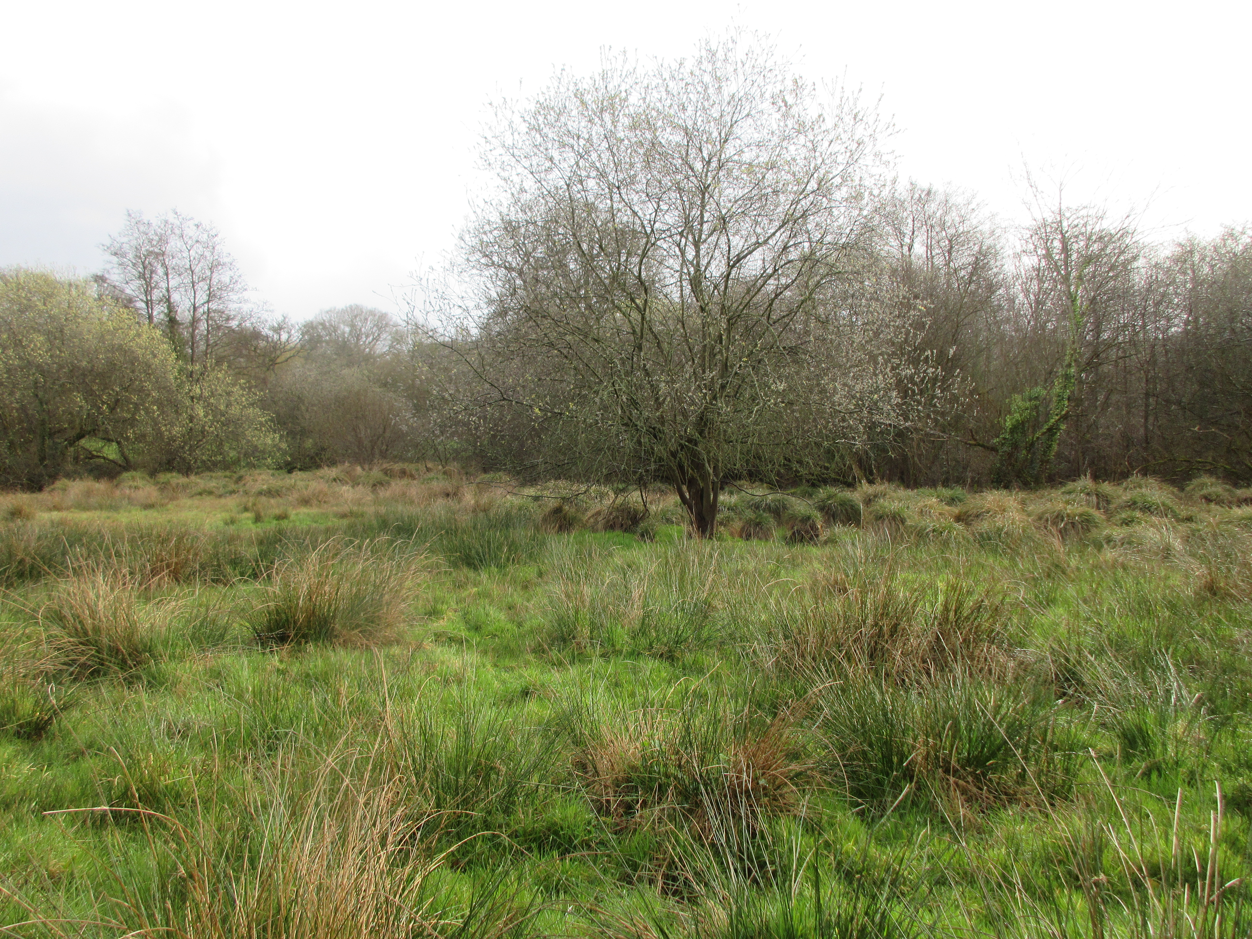 tidcombe-lan-fen-1-1